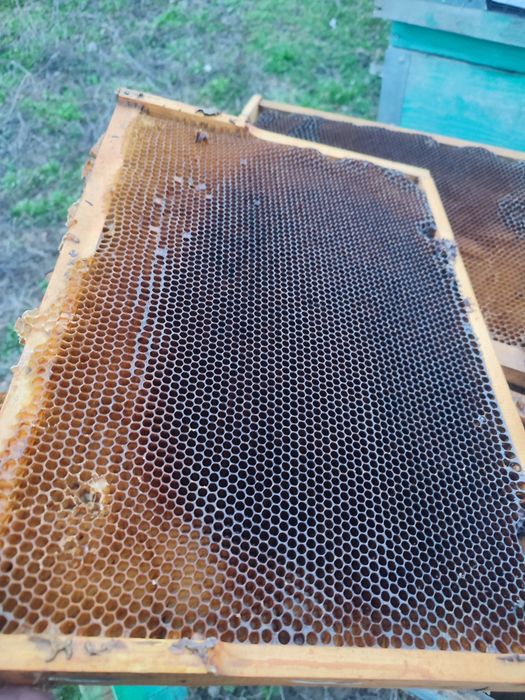 Рамки Дадан. Суш