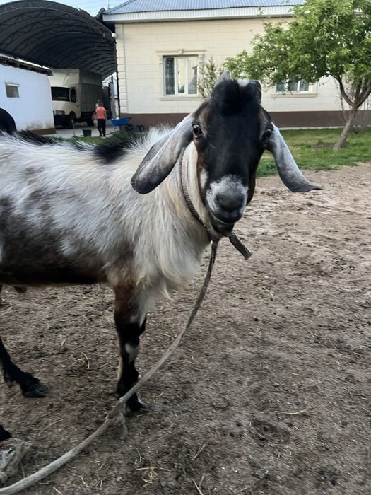 Нубийские теке 2-3еуін туғыздырады