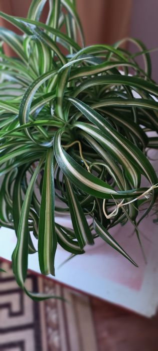 Хлорофитум кудрявый Боня