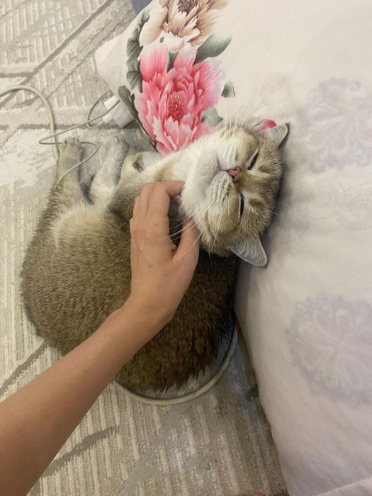 Золотая Шиншилла