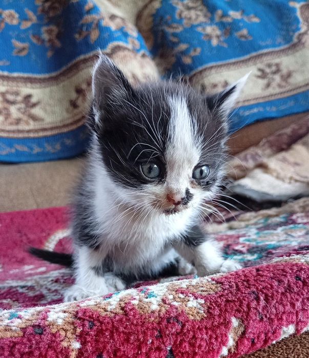 Котята бесплатно
