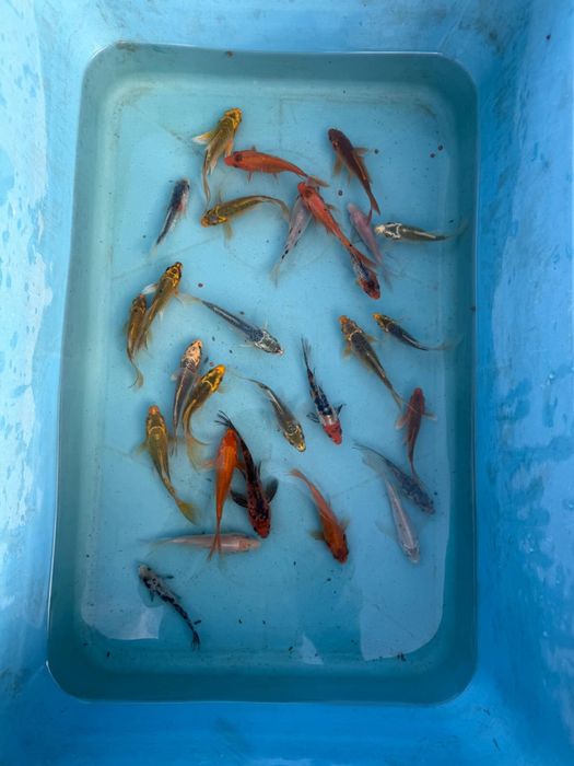 Crap koi standard si butterfly