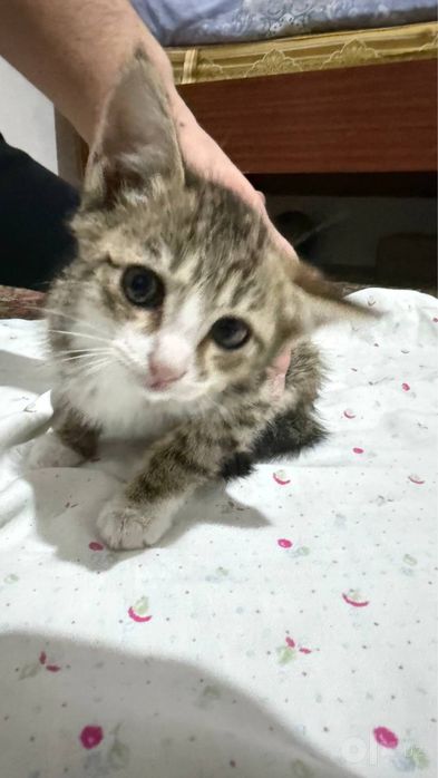 Котята в добрые руки, два мальчика