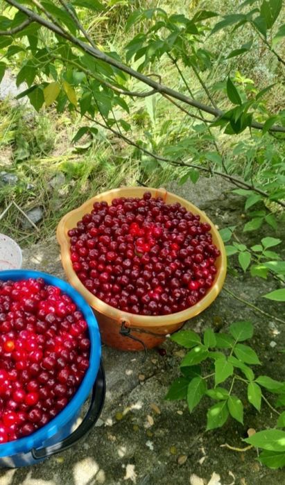 Вишня лучшего сорта Аблакетка
