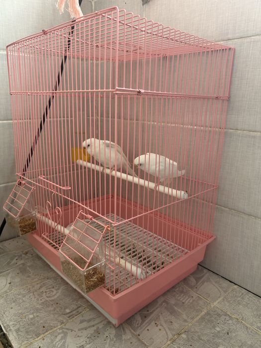 Попугай 2 с сеткой