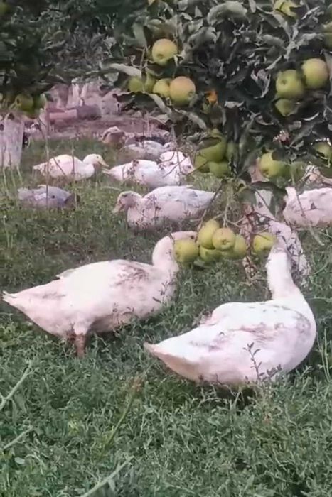 De vanzare bibilici, rațe mulard si gaste mature sau tinere(din acest an)
