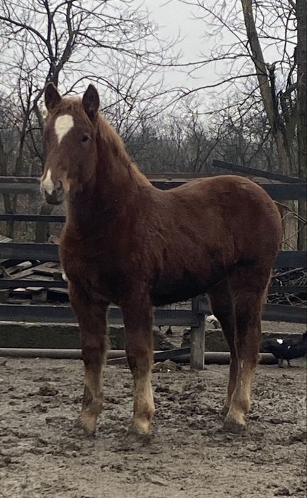 Manz blond cu genetica f buna