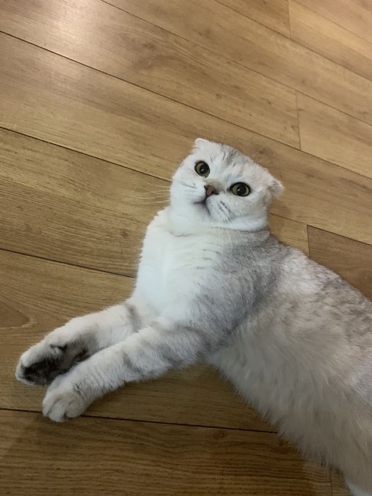 Скотиш фолд кошка