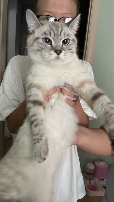 Кошка шотланка ищет кота на вязку британца