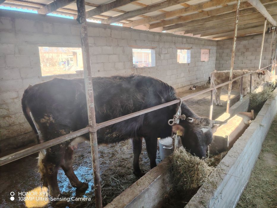 Бұзаулы сиыр сатылады