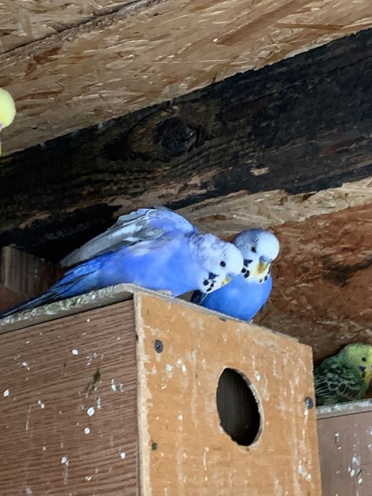 Vand perusi buc/ pereche/ en gros