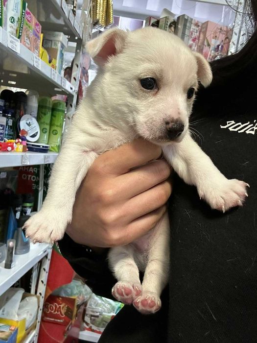 Продавам Мини Пинчер и Пинчер