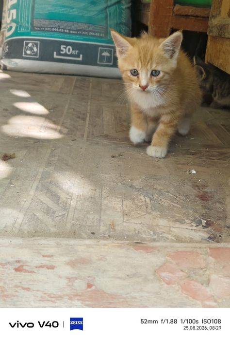 Отдам котят в добрые руки