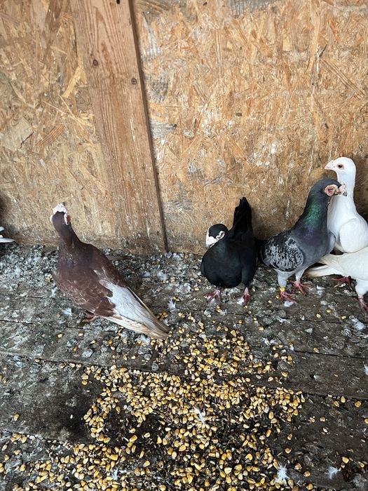 Voiajori stil vechi si Duduros