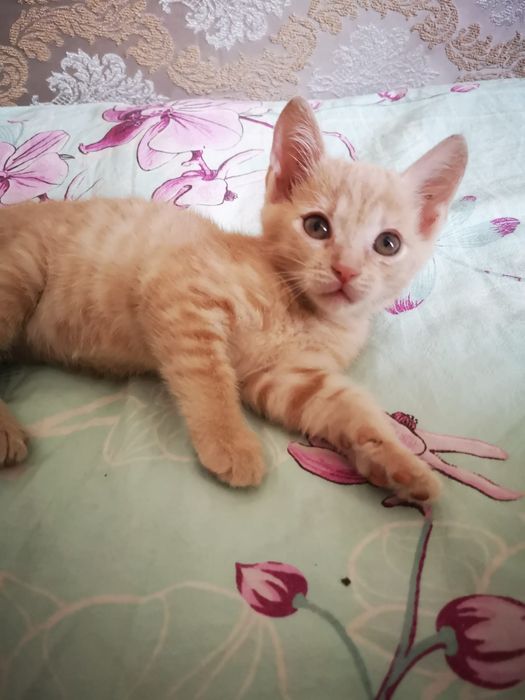 Рыжик ищет дом котенок