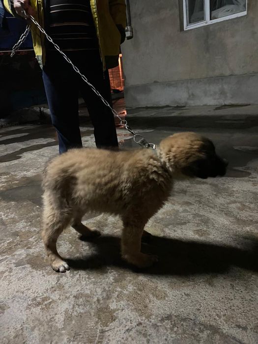 Алабай ит сатылады!