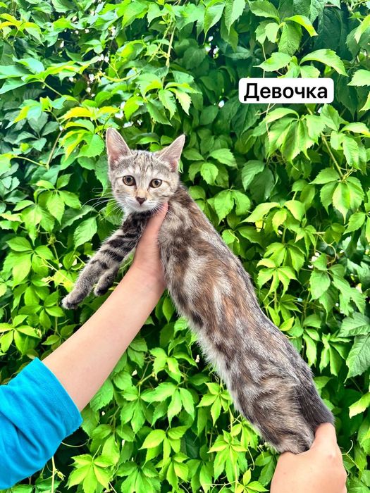 Отдаются за символическую сумму котята мраморный бенгал