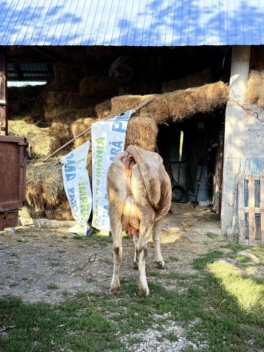 Vaca de vânzare bruna