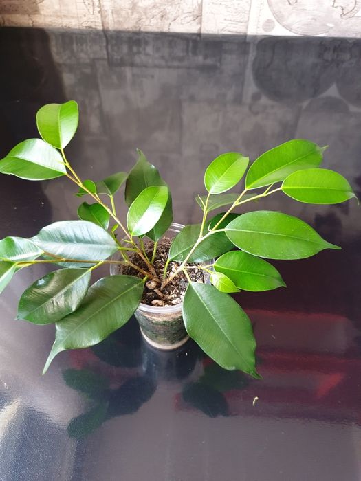 Фикус Бенджамина