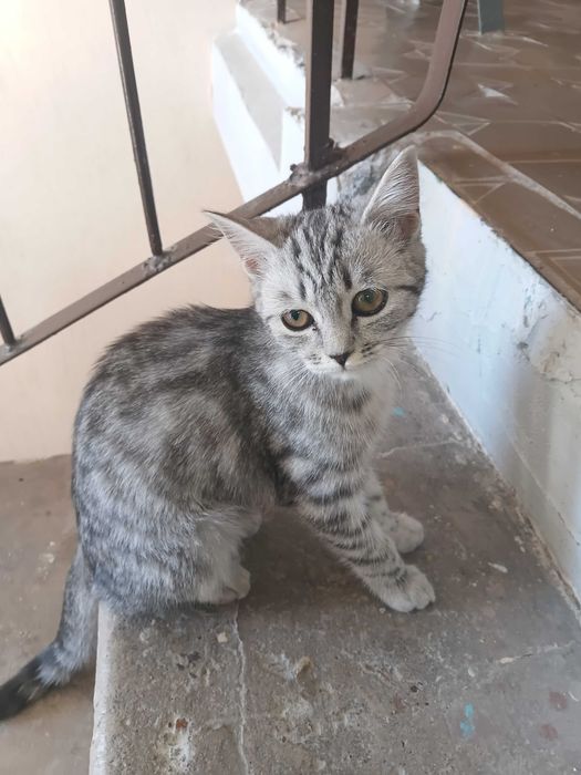Котенок (девочка)