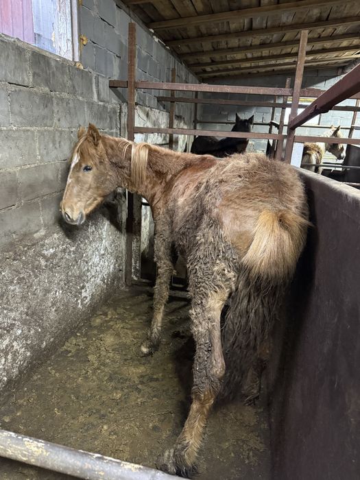 Лошади с откорма на развод.