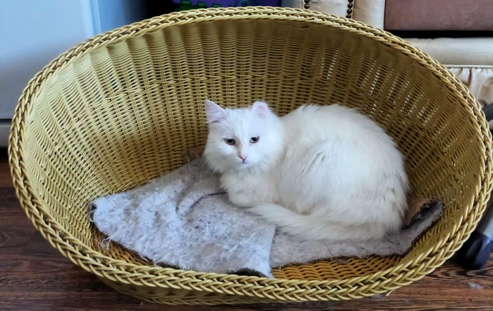 Хранительница уюта кошечка Беляшка для  вашего дома (девочка)