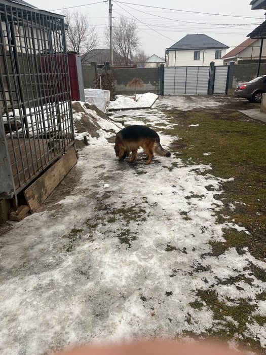 Немецкая овчарка