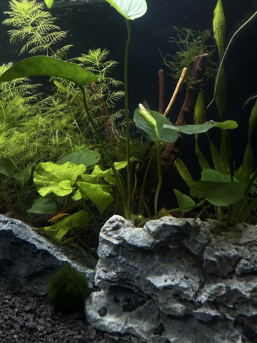 Продавам два аквариума с пълно оборудване – готови за ползване