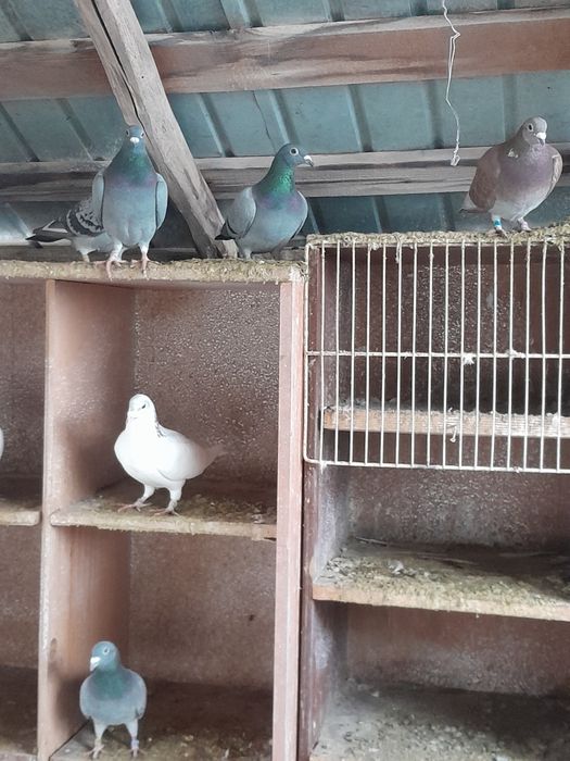 Vând porumbei voiajori