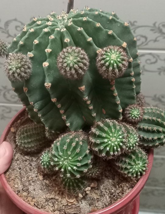 Гуллар сотилади40 000дан 100 000гача  яхши парвариш қилинган