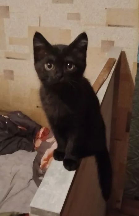 Маленькая кошечка ищет дом