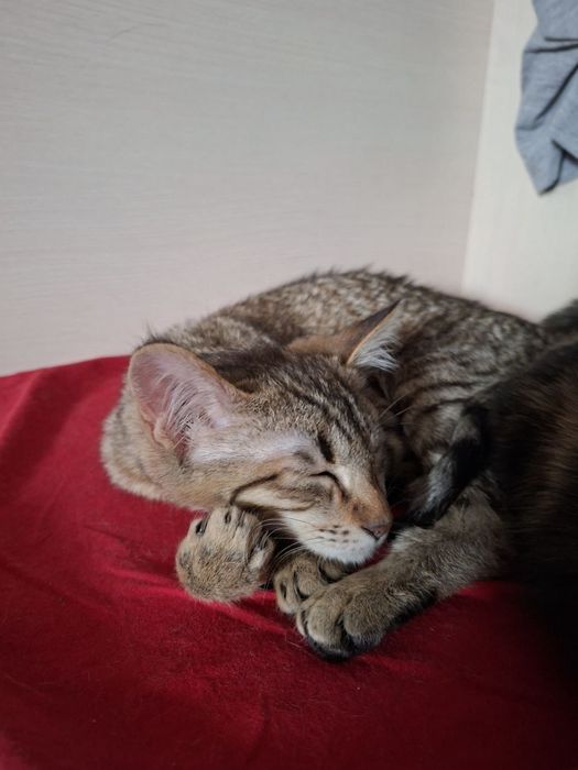 Котёнок 4 месяца, мальчик. Домашний  самостоятельный мальчик.