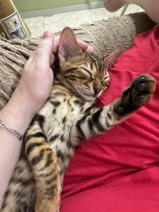 Котенок Бенгальский