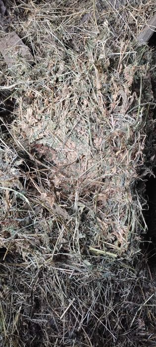 Vând baloți de lucernă mici