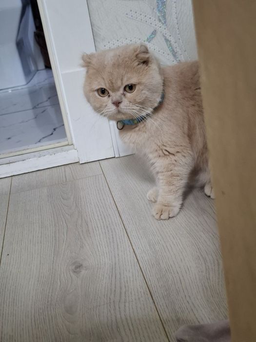 Васька ждет кошек для вязки.