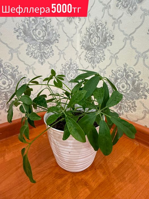 Комнатные растения