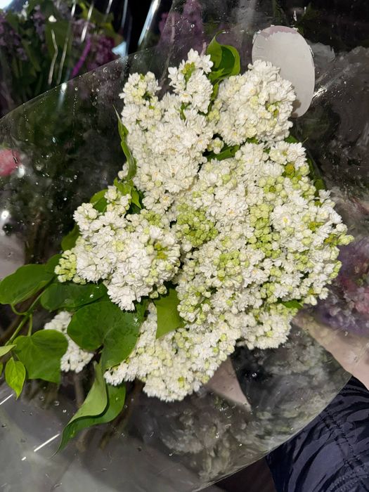 Великолепная сирень оптом за 10.000 сум