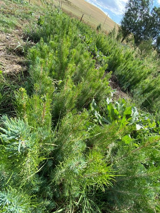 Можжевельник трехгодичный