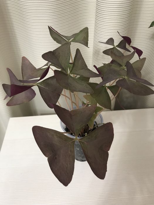 Оксалис Triangularis Радуга