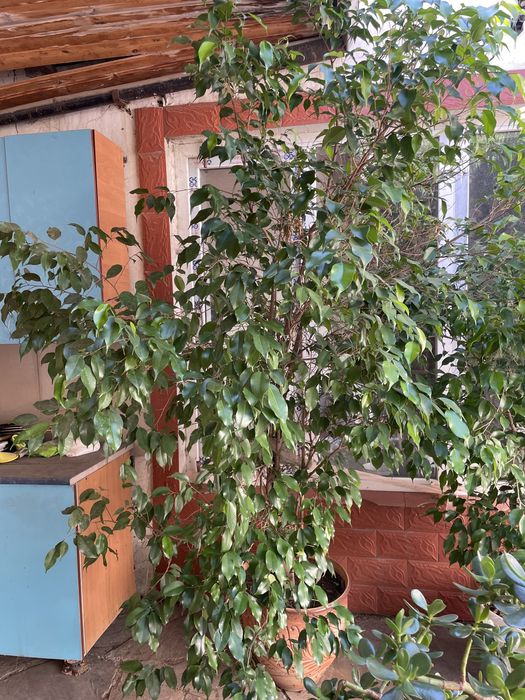 Продам большой фикус 2,5 м