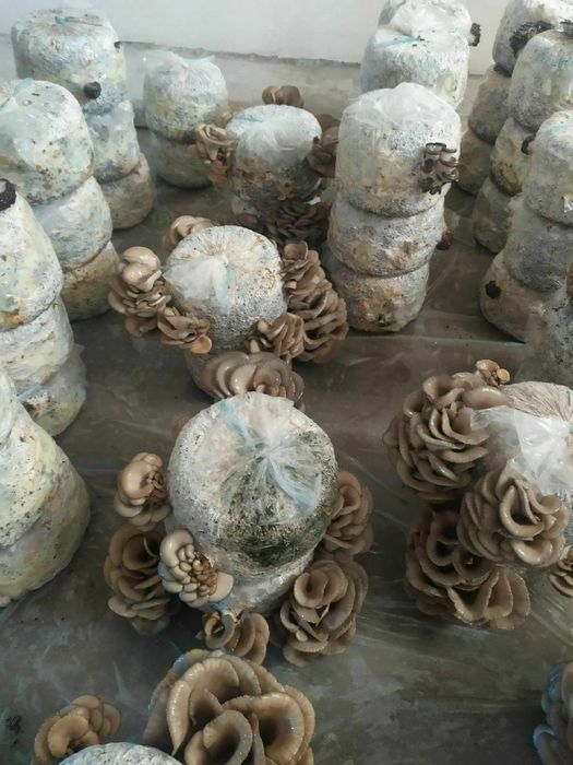 Вешинки Грибы КА 17 , NK35, Шанхай Семена