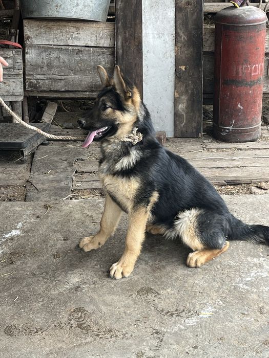 Продам немецкую овчарку