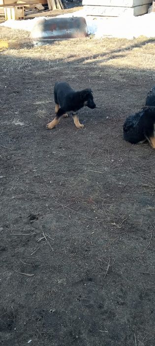 Подрощенные щенки немецкой овчарки