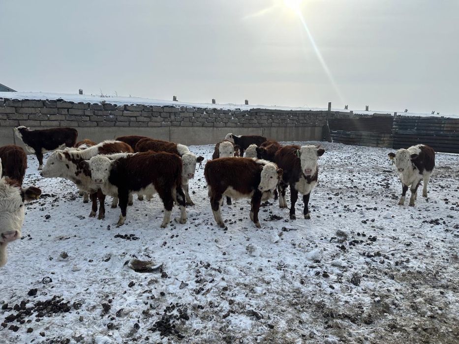 Продам подсосных телят