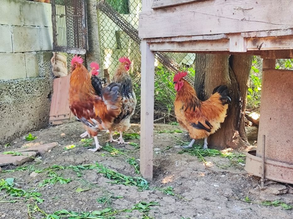 Продавам хубави Петли