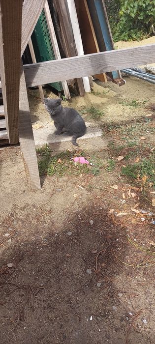 Отдам котенка в хорошие руки