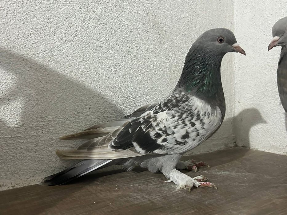 Мардини на Игра и Пощенски