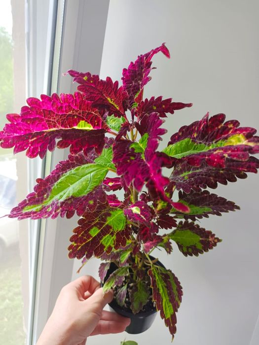 Комнатные растения