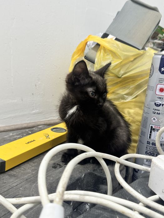 Котенок мальчик в добрые руки