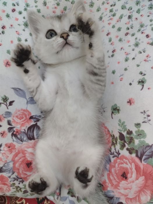Котята пародистые